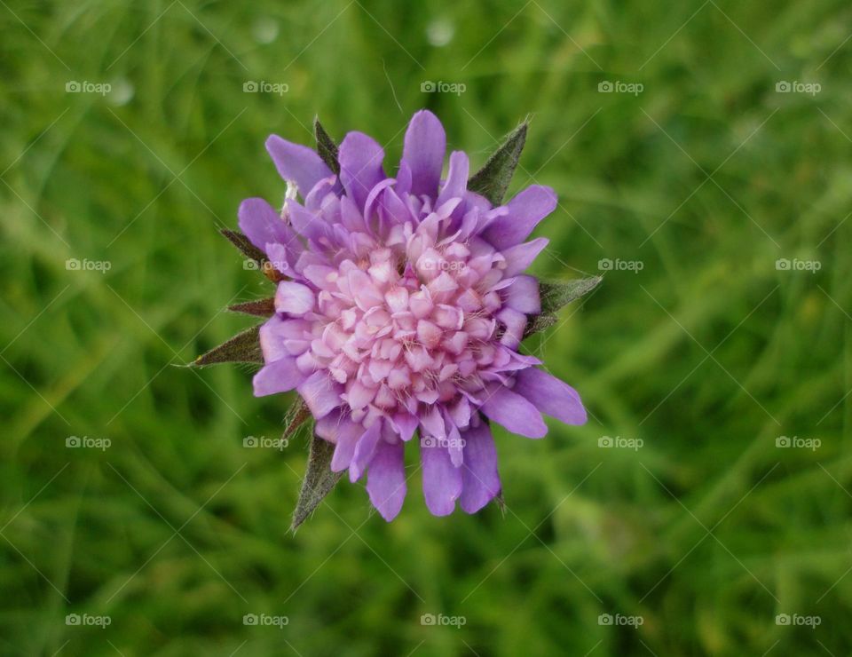 purple flower