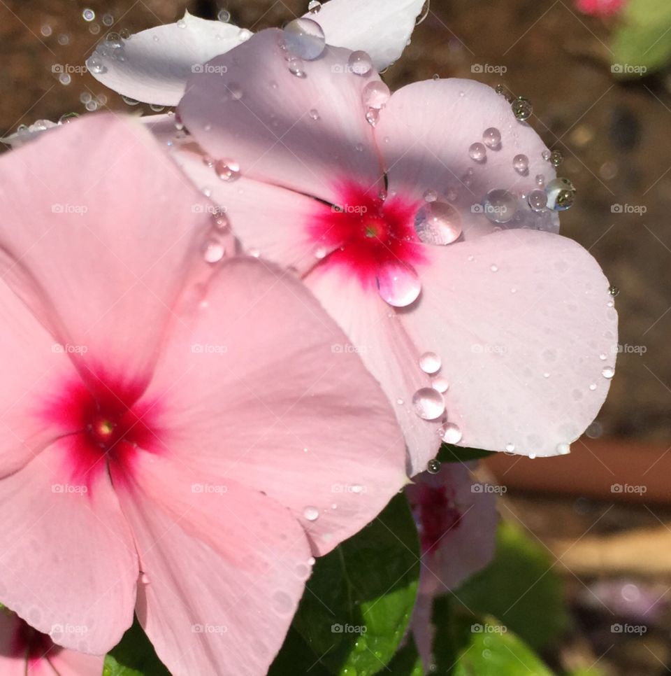 Flower and water drop 