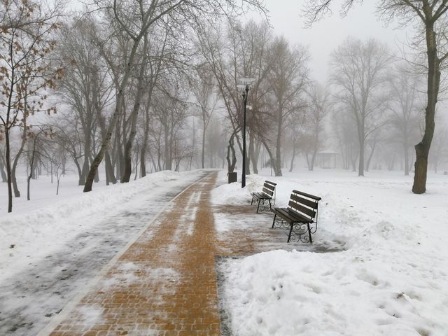 Fog in the park