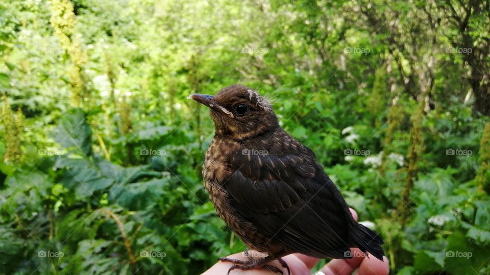 A beautiful small blackbird sitting on a person's hand about to be released in the wild