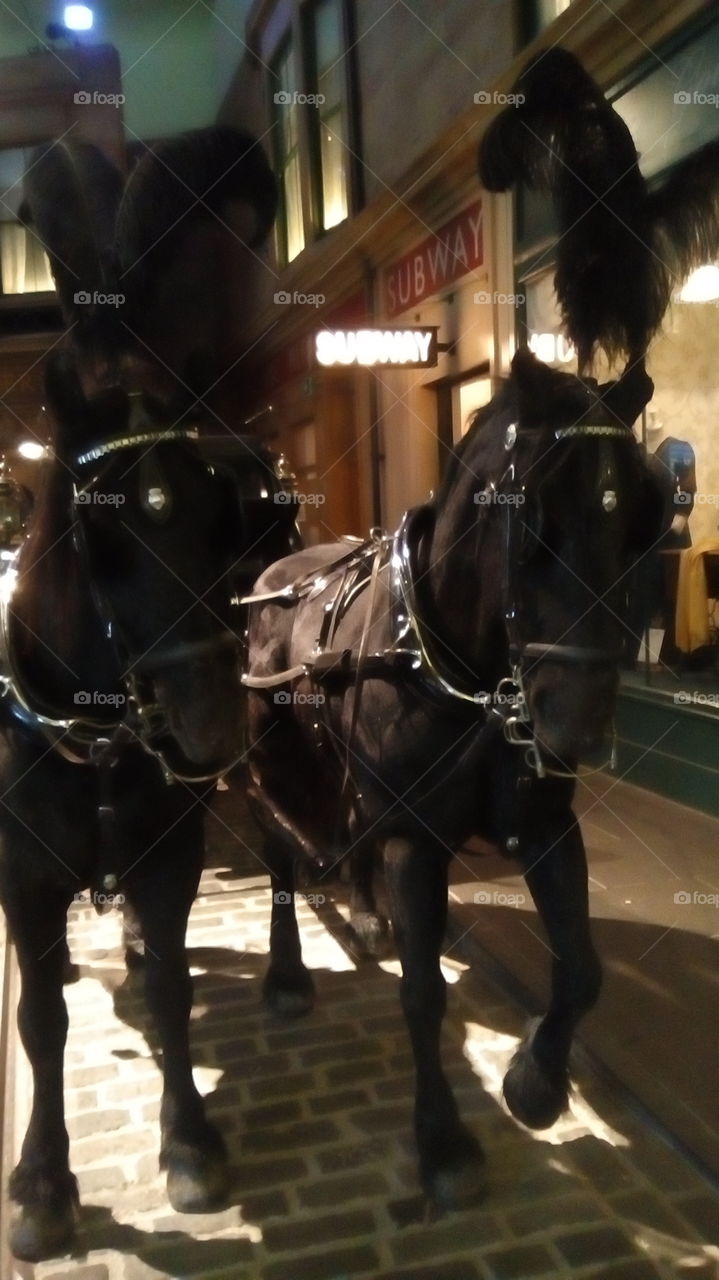 hearse horses