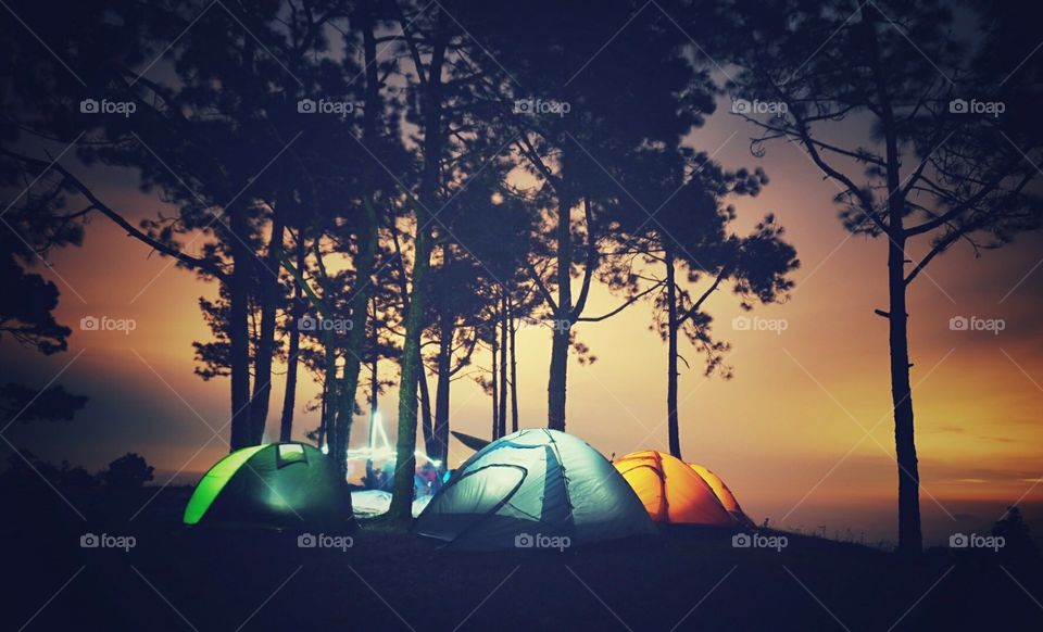 Sunset camping under pine forest..