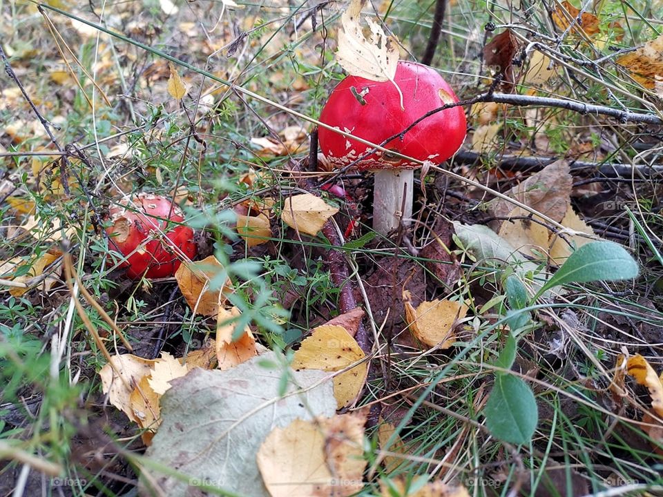 Forest.  Red fly agarics among foliage