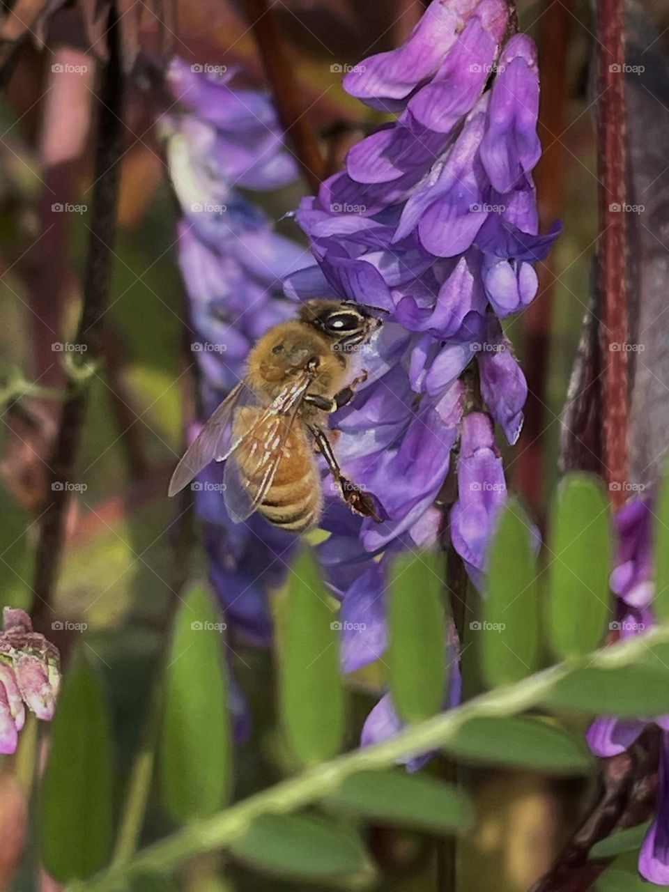 Bee… 🐝