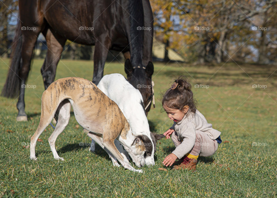 Adorable little girl playing with two dogs and one horse treating them with goodie’s and snacks in autumn day.