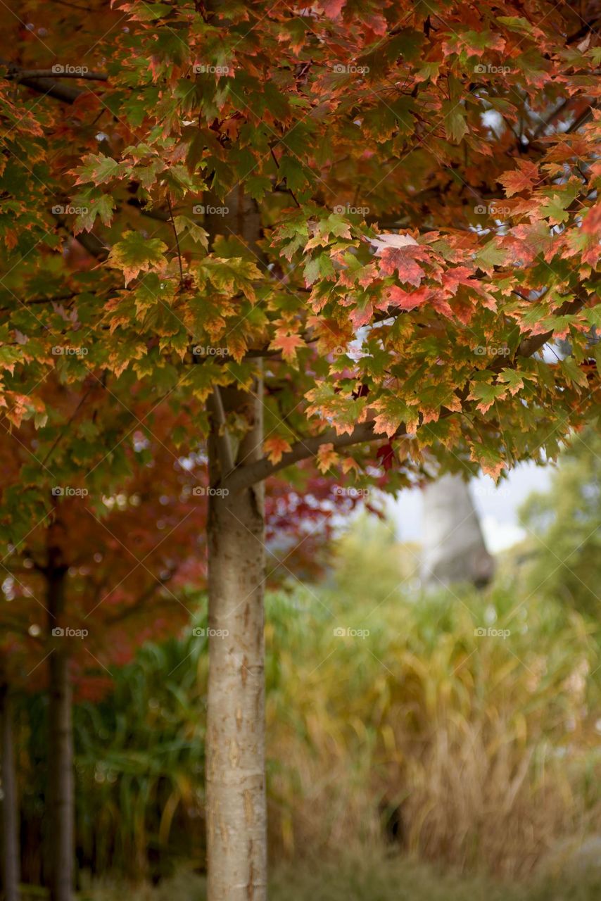 Autumn background.  Maple tree with red leaves in the city park.