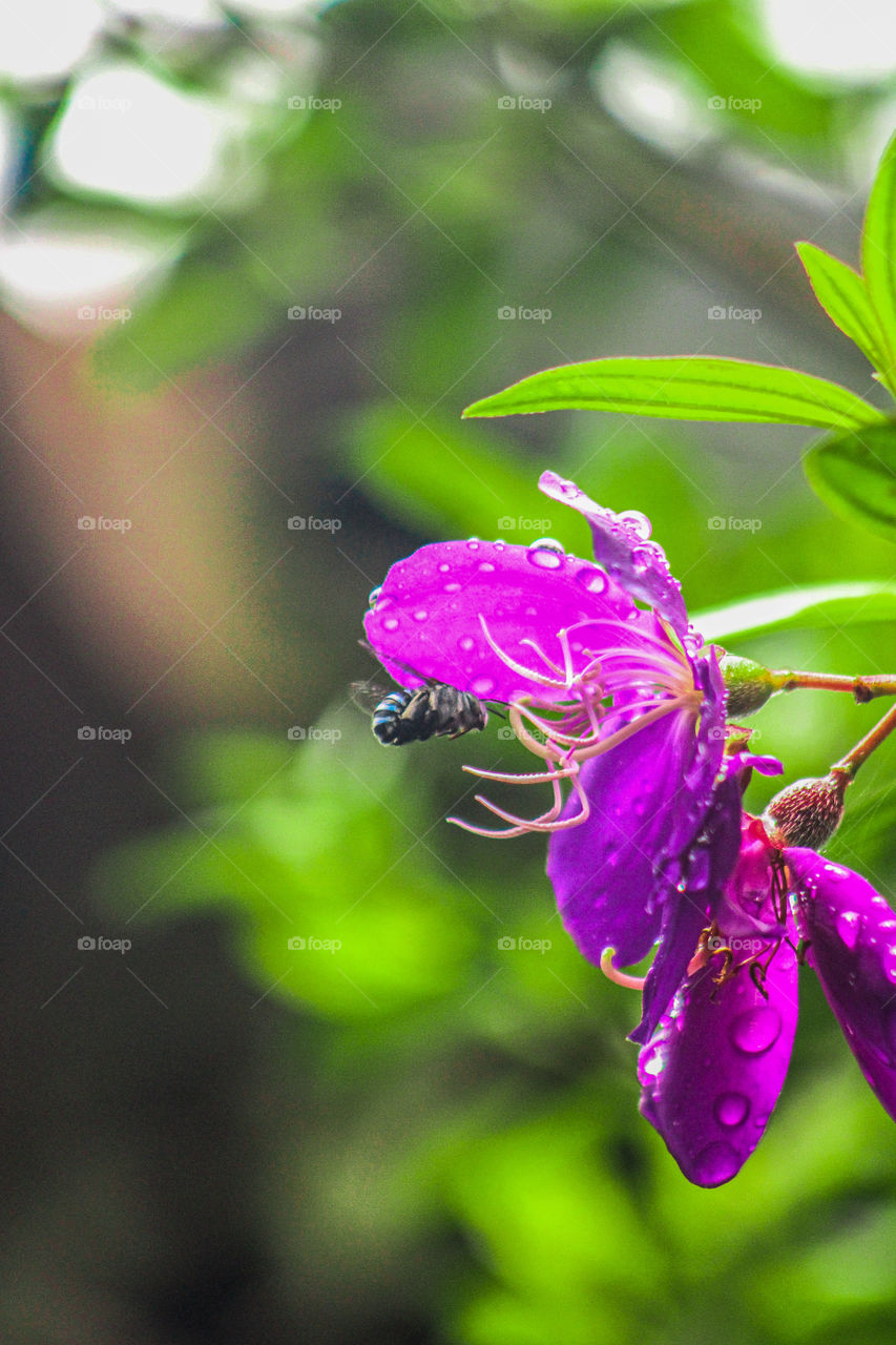Blue Banded Bees are amongst our most beautiful Australian native bees .They are about 11 mm long and have bands of metallic blue fur across their black abdomens. Amazing photography of flying bees with green background