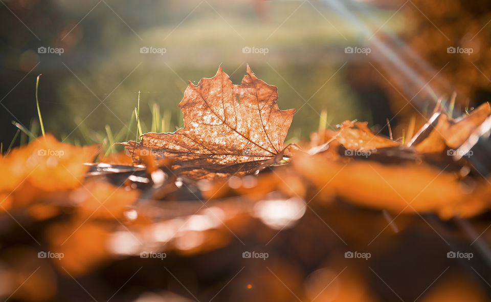 Fall leaves background