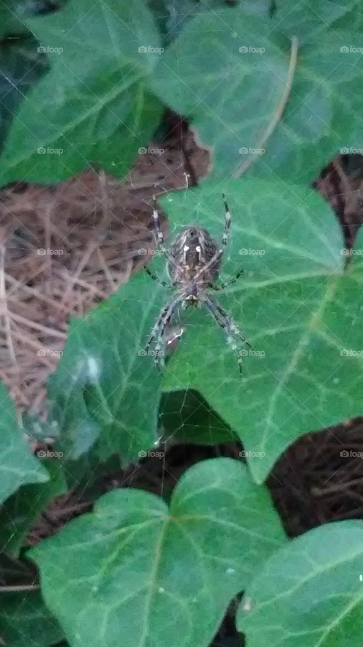 spider in its web