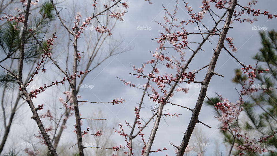 The buds are about to blossom