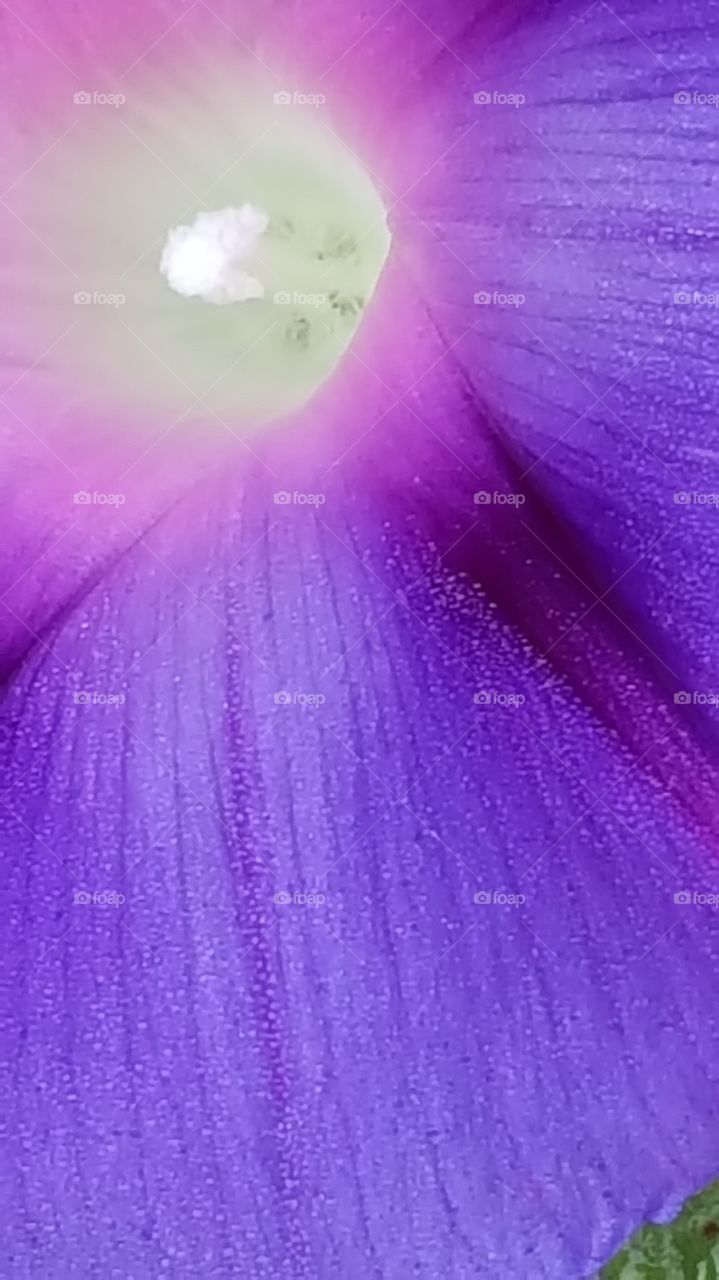 macro of a morning glory flower