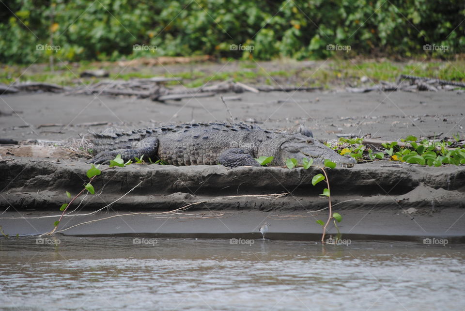resting cocodrile