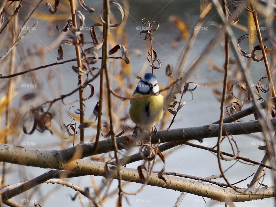 Blue tit
