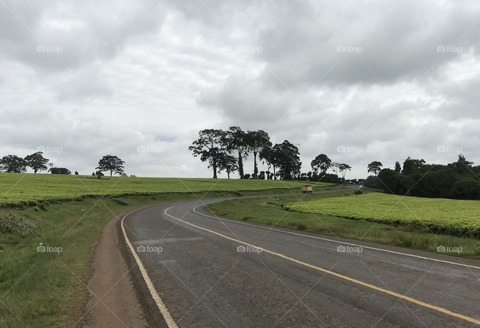 Beautiful roadside view of tea farm in Limuru Kenya.