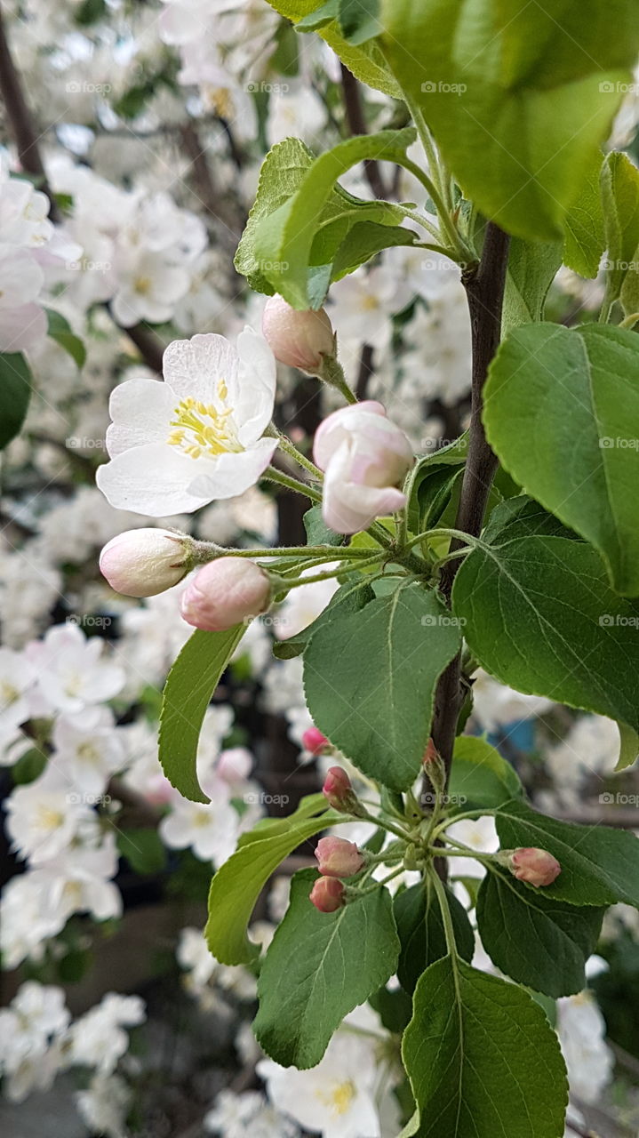 apple tree blossom