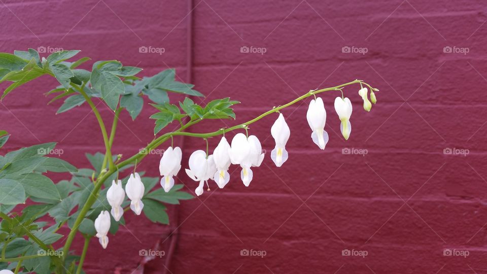 White Bleeding Hearts. White bleeding heart flowers in front of a red brick wall.