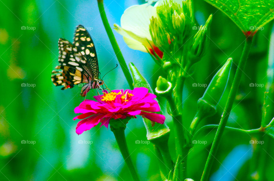 White dotted black butterfly over the beautiful flower