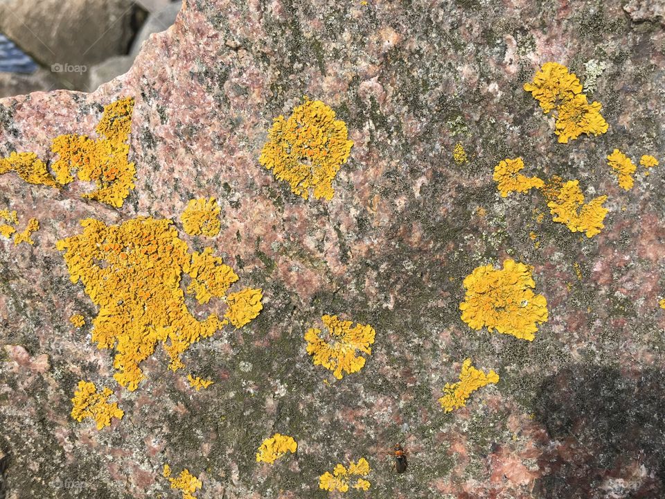 Lichen on rock