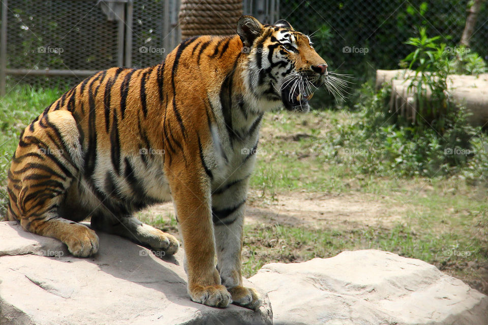 Tiger waiting at feeding time in the wild animal zoo, china.