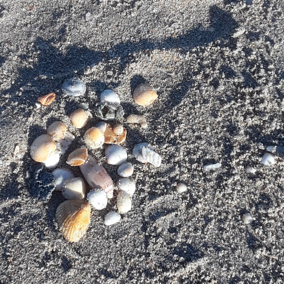 Sand & Seashells