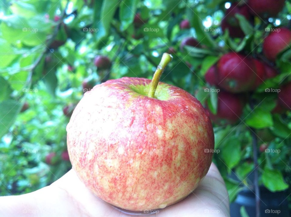 Red Swedish apple Ingrid Marie.