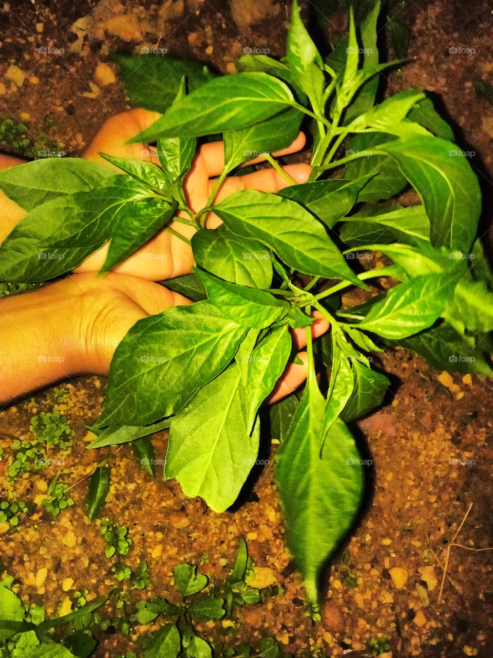 plant