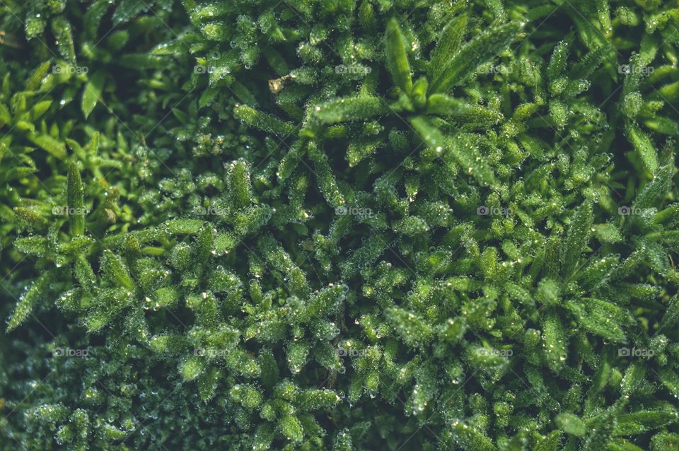 green background pleasing to the eye macro photo of grass at dawn covered with small dewdrops