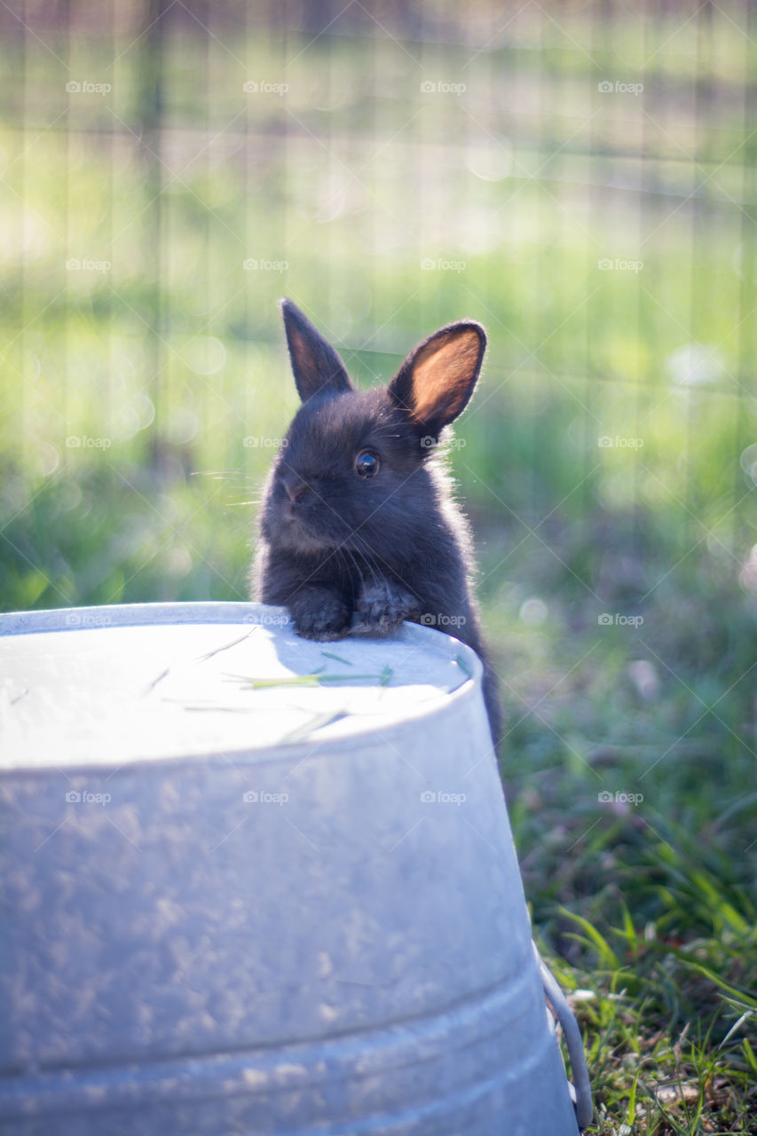 Close-up of a bunny