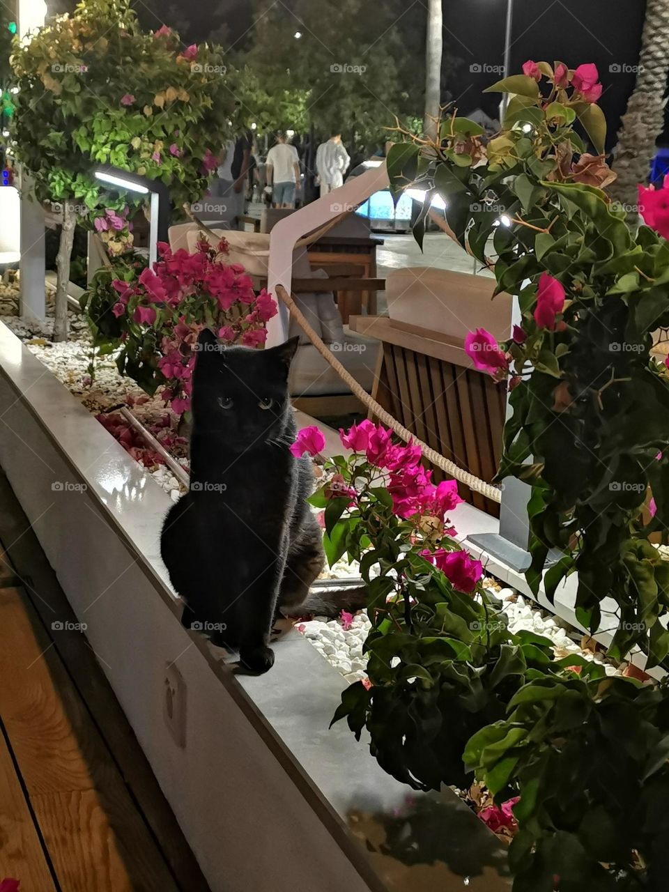 Black cat and flowers. Authentic cat portrait.