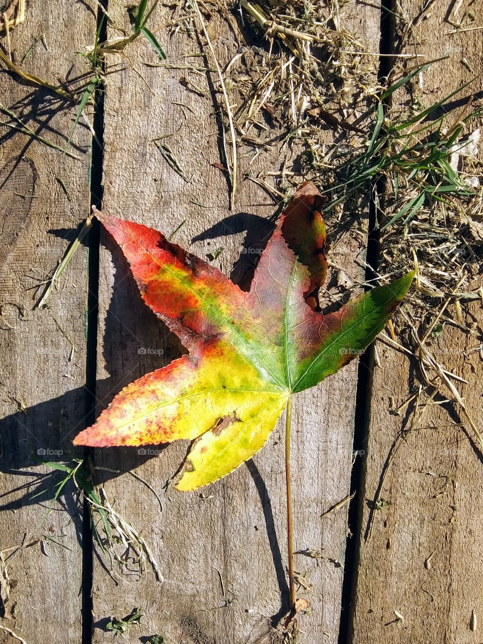 leaf of three colors