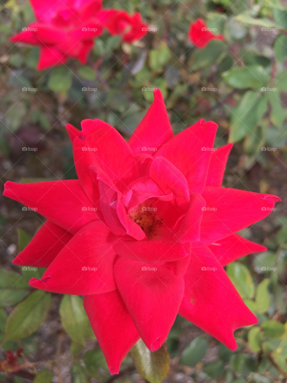 Rose bush. 