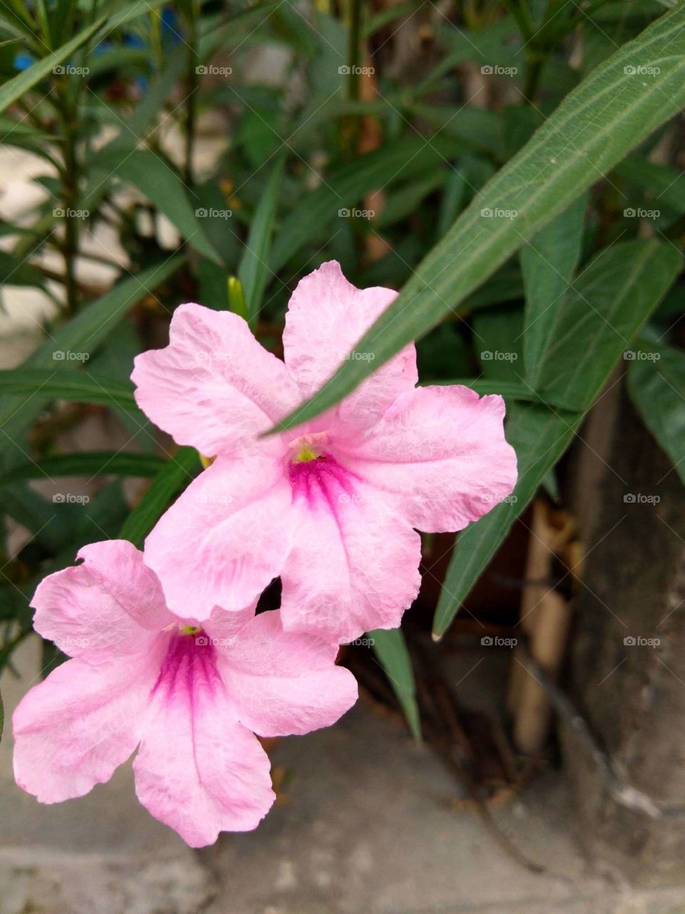 Pink flower in my garden.