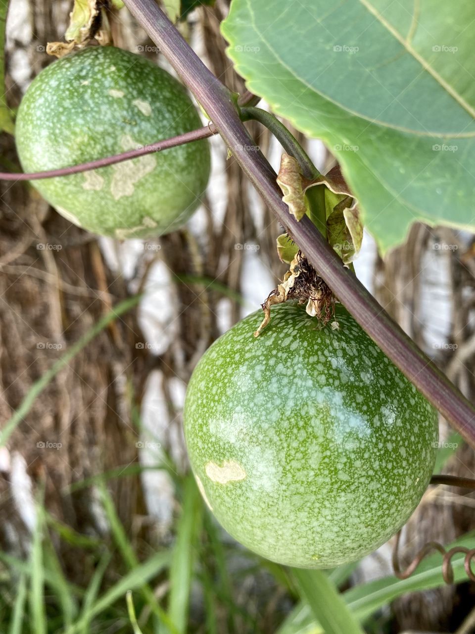 Creeper of maracudja