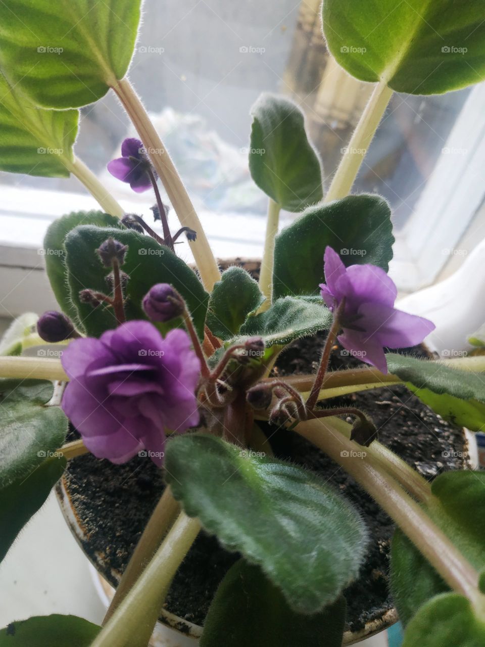 цветем и пахнем