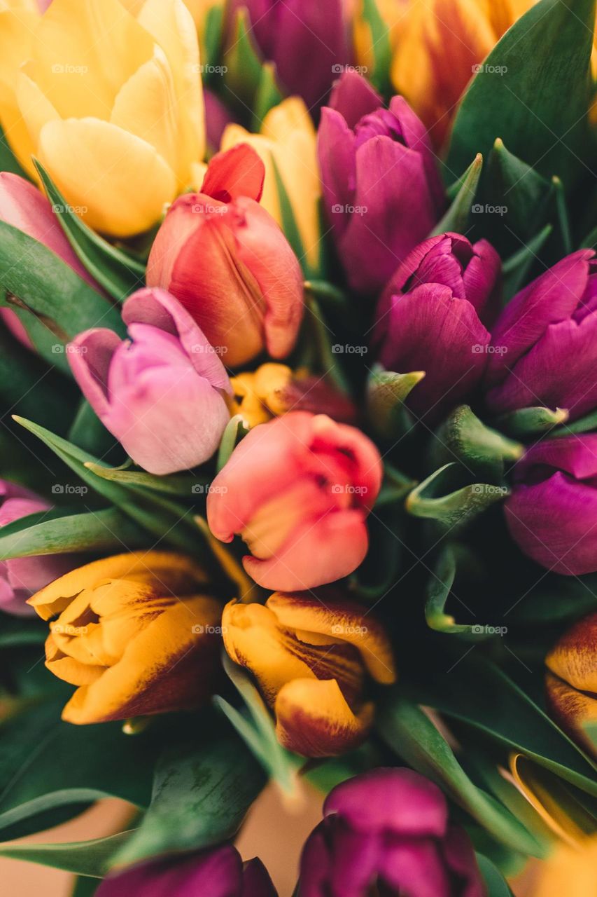Beautiful colourful tulip flowers