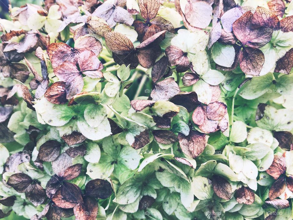 Faded hydrangea flowers 