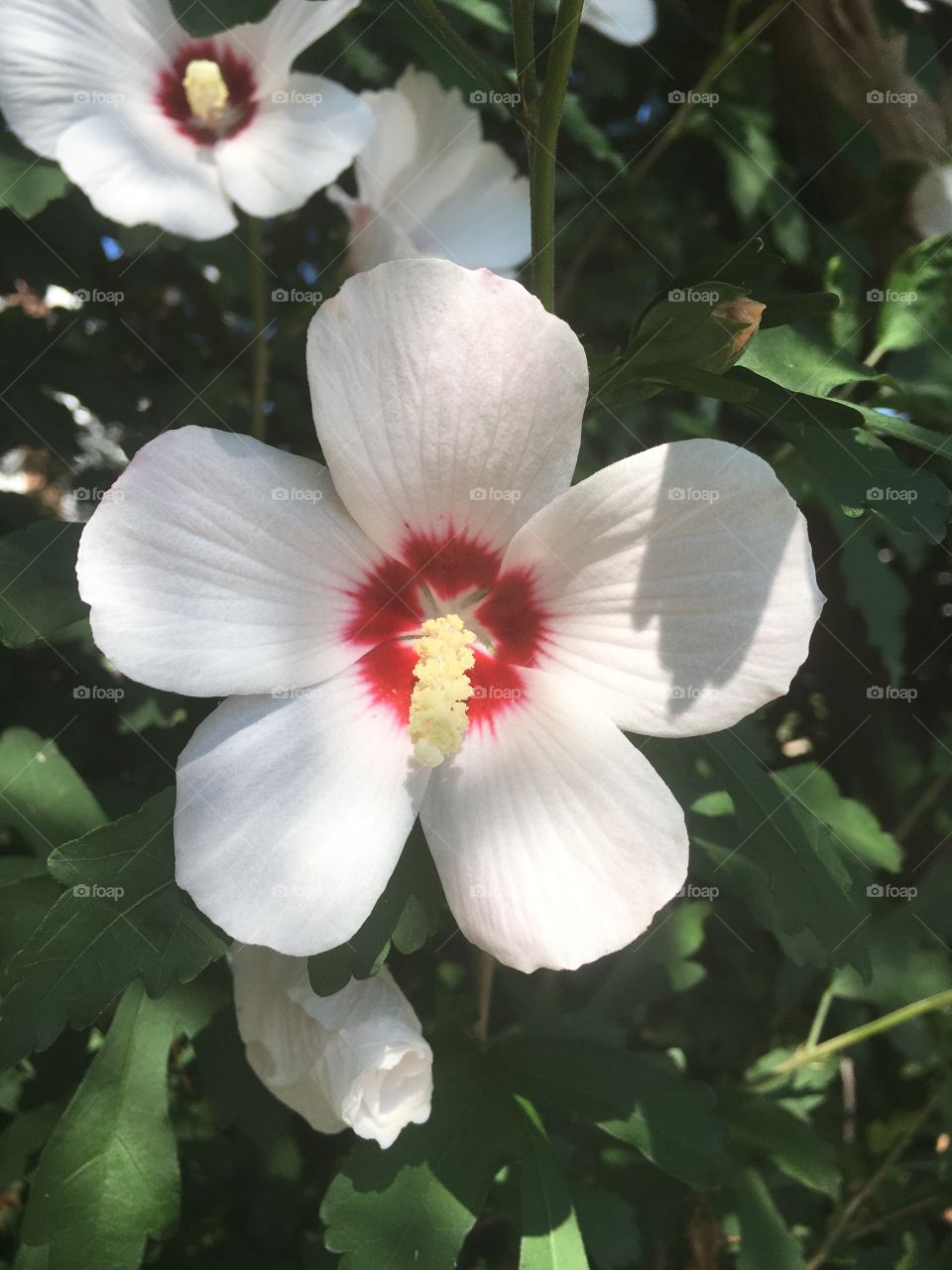 close up flower at guitar practice