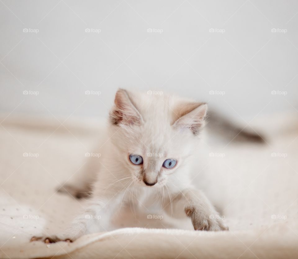 Little Tibet color-point kitten playing