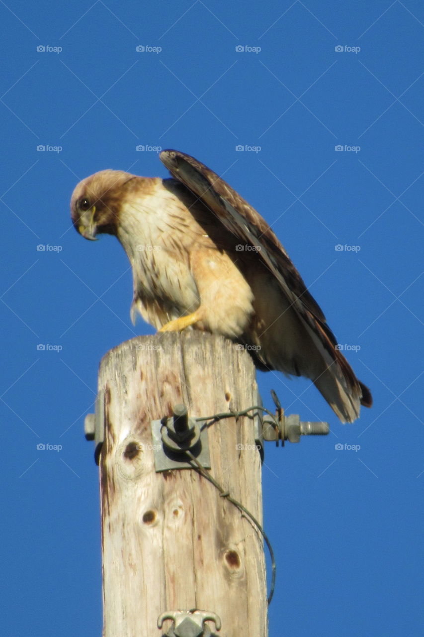 Red tail Hawk