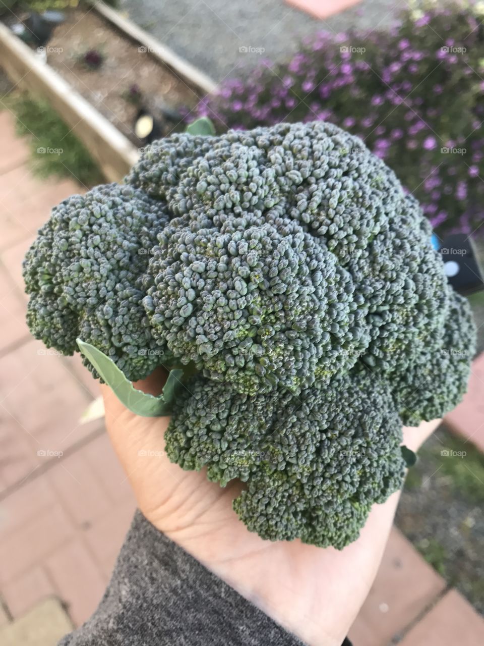 Broccoli 