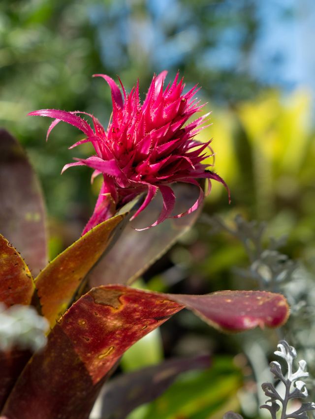 Beautiful pink flower