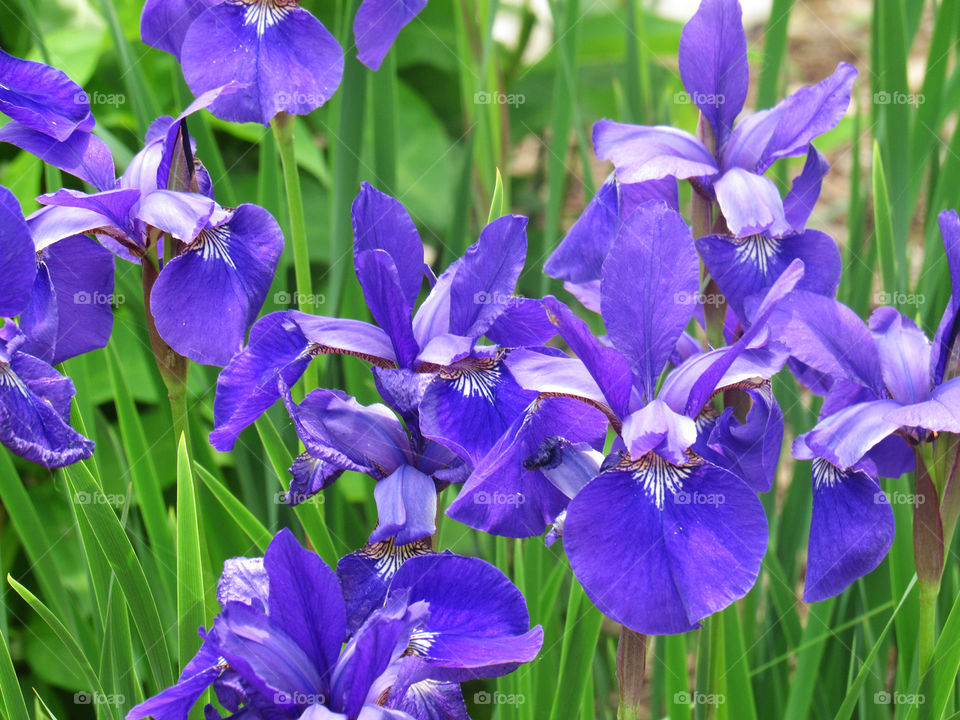 Irises. garden irises