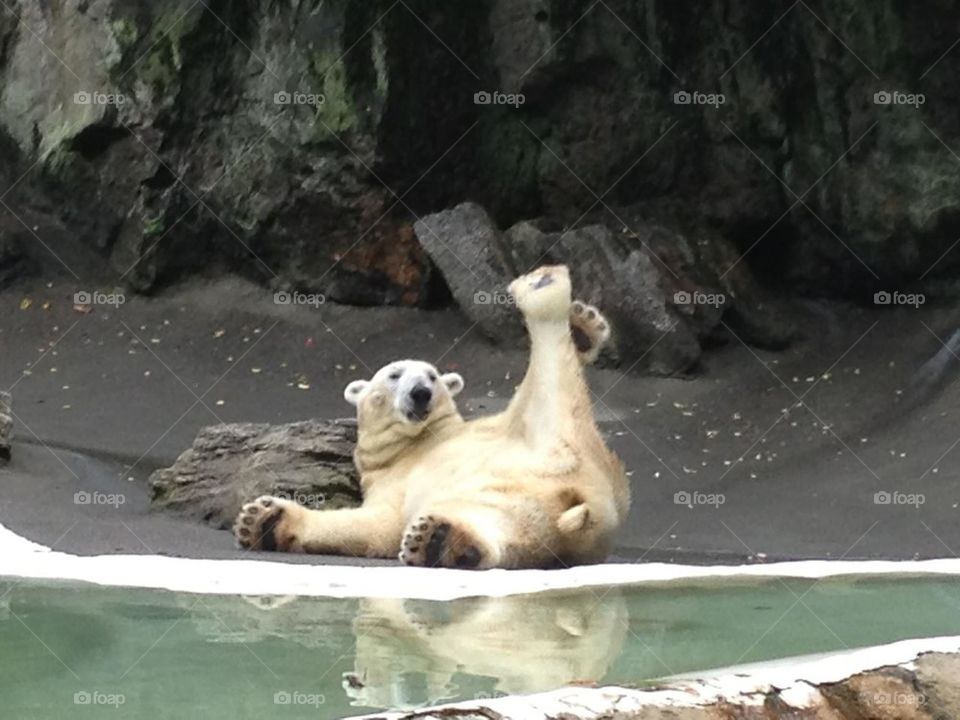 Yoga bear