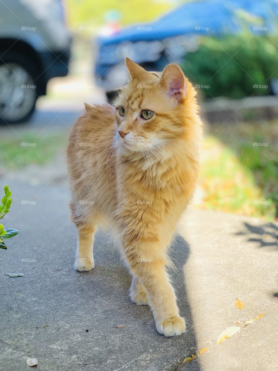 Orange Tabby Cat