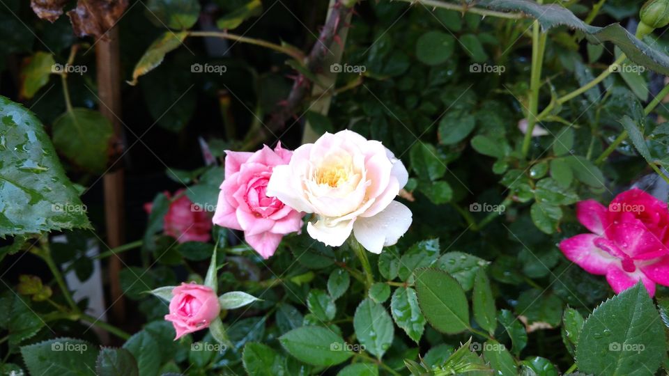 Roseiras multicores.