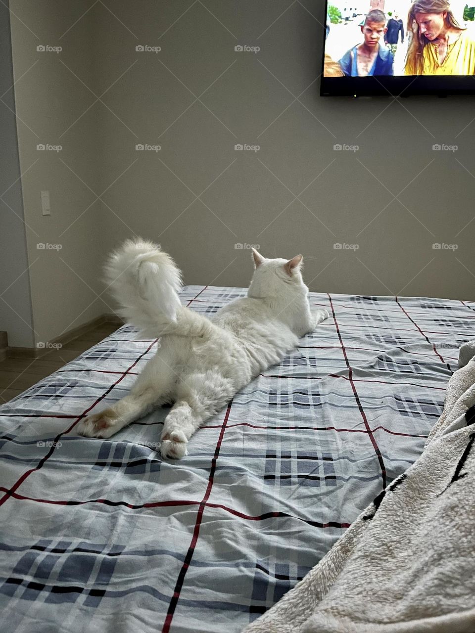 My cat is watching TV