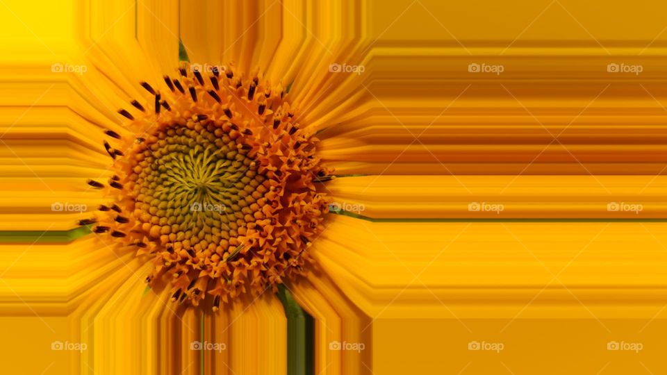 sunflower abstract