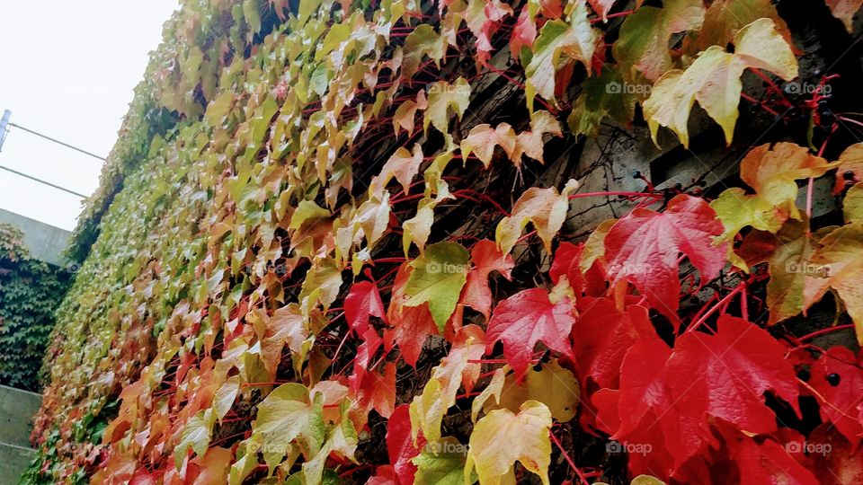 wall of colourful leaves