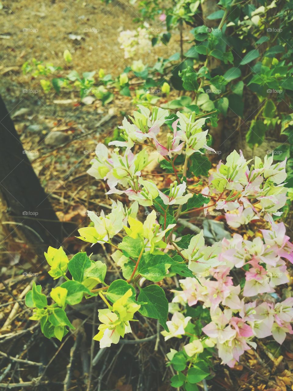 Flowers in Spring season.