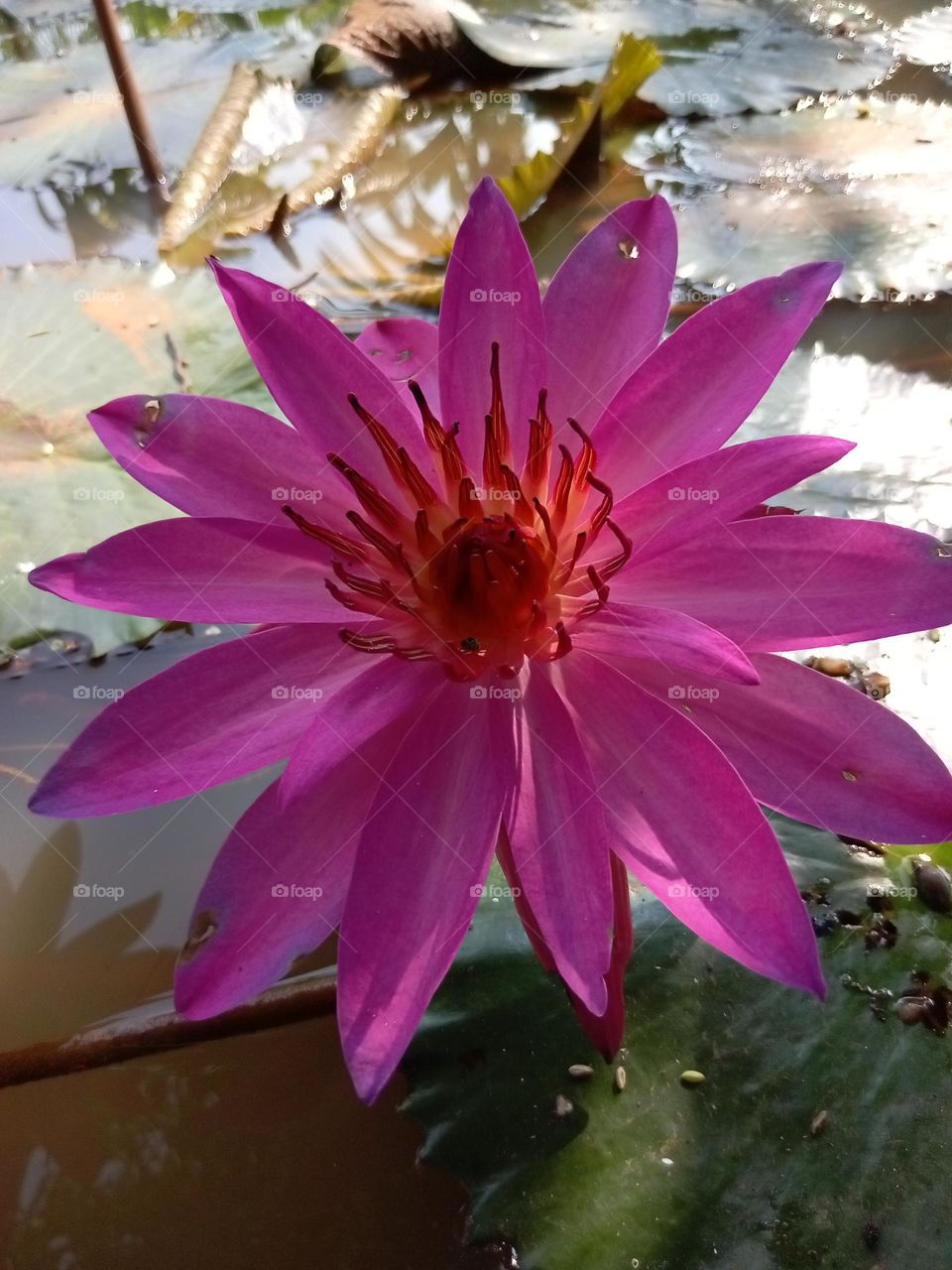Pink water-lily